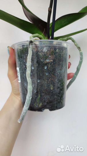 Орхидея фаленопсис