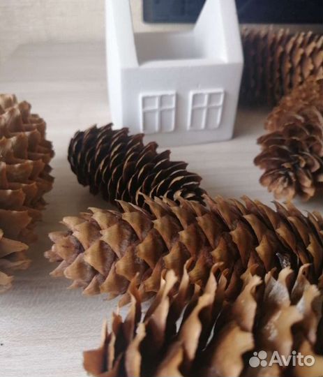 Шишки еловые