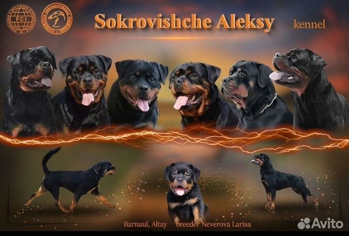 Высокопородные щенки ротвейлера