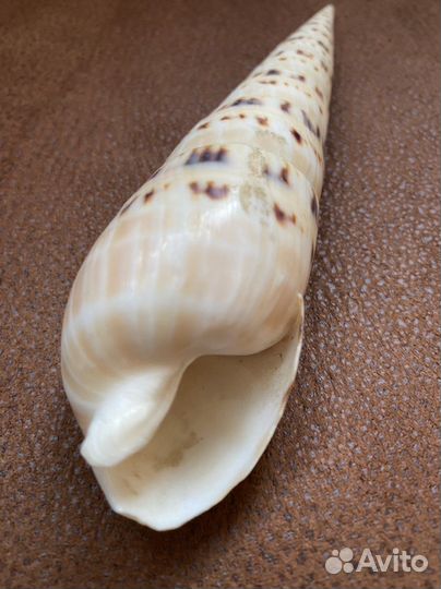 Морская раковина