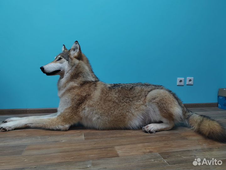 Волк чучело имитация