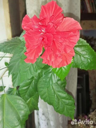 Гибискус (цветущее растение), черенки - 40 р