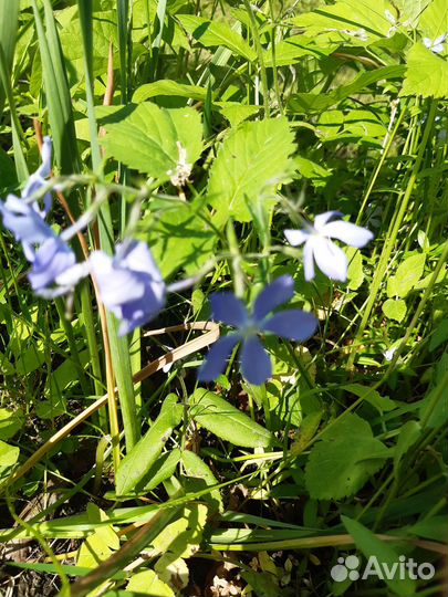 Многолетники. Аквилегия, пионы, хоста и др