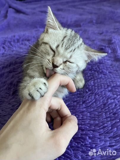 Отдам в добрые руки кошку британку