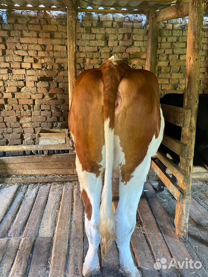 Телка 2 года