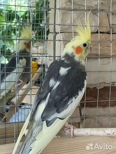 2 попугая корелла с клеткой мальчик и девочка