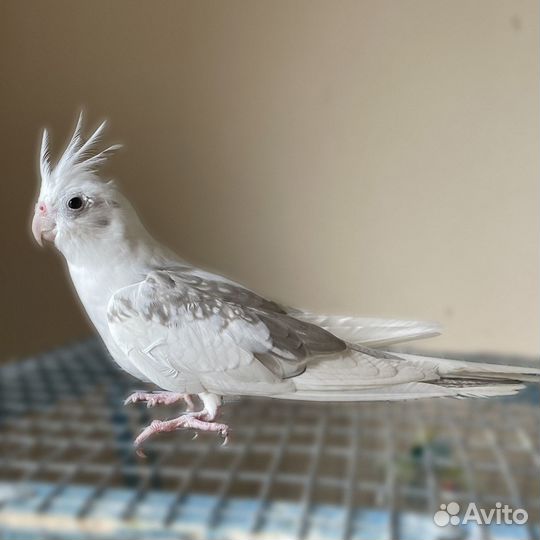 Попугай корелла (самец)