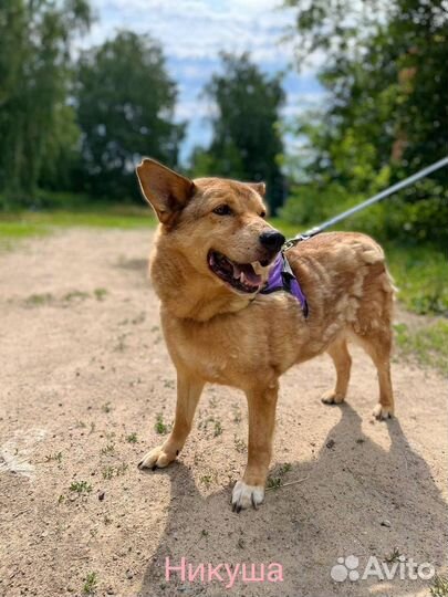 Собака в добрые руки отдам бесплатно