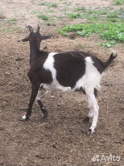 Продам козу