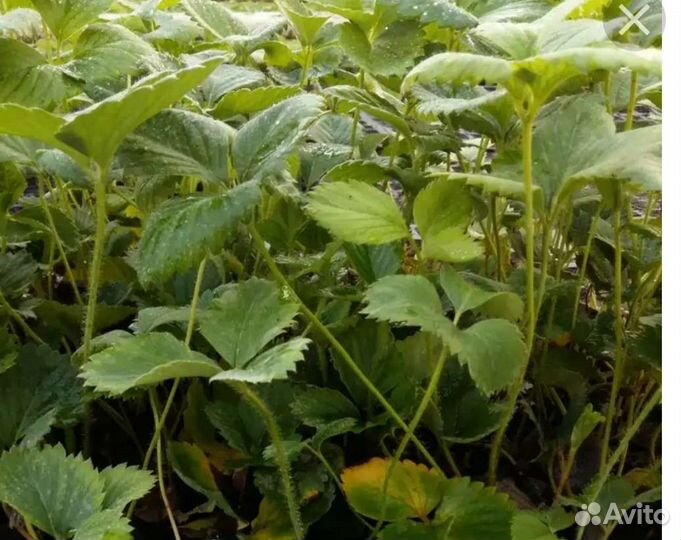 Рассада клубника клери