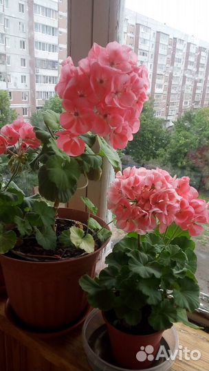 Герани сортовые розебудные много