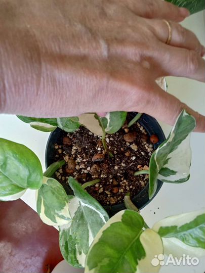 Эпипремнум N'Joy