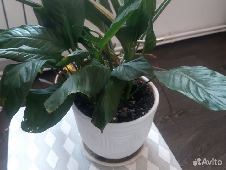 Комнатные цветы