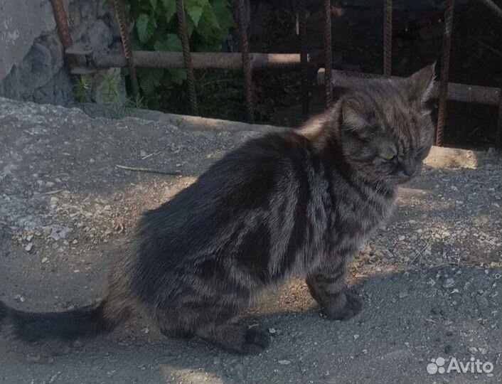 Найдена кошка