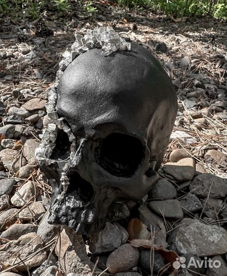 Череп из гипса