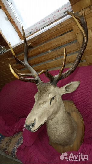 Чучело головы оленя