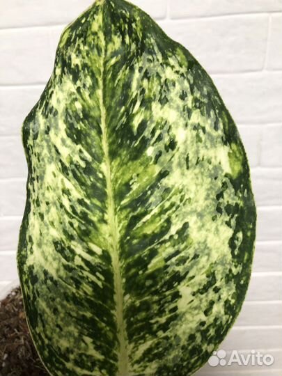 Аглаонема Whaite Rose