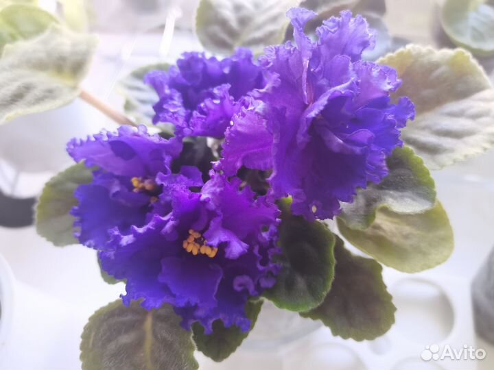 Распродажа деток фиалки, уже цветущие