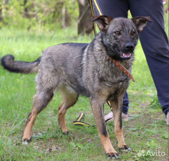 Собака Марго