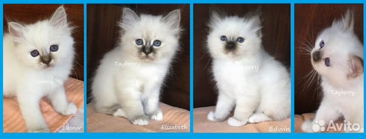 Котята Священная Бирма
