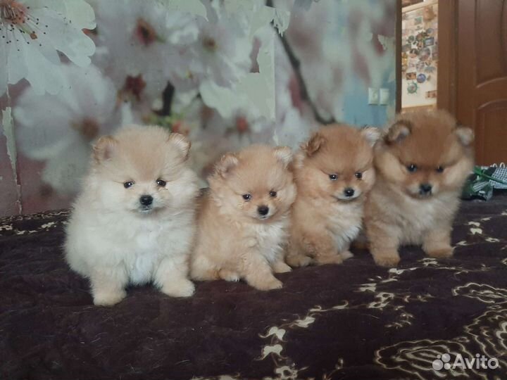 Померанский шпиц