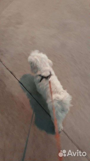 Выгул собак-кошек