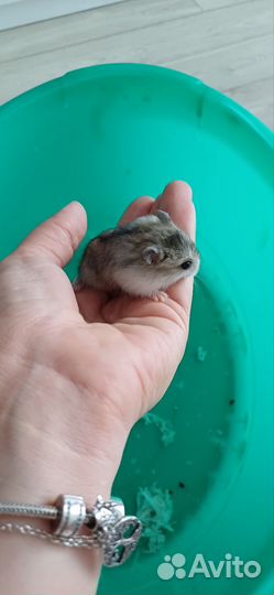 Хомяки джунгарики бесплатно