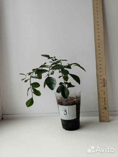 Мурайя метельчатая (японская)