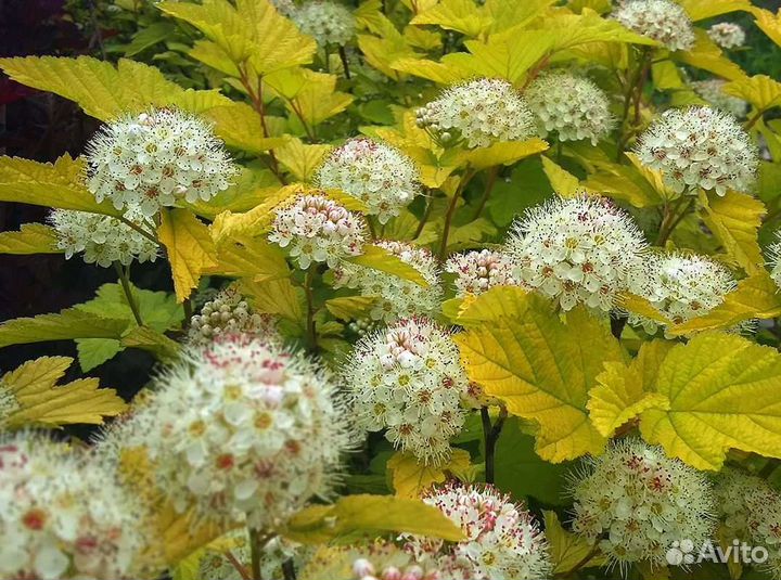 Пузыреплодники