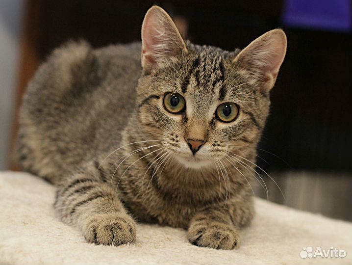 Фиона, котенок в добрые руки, стерилизована