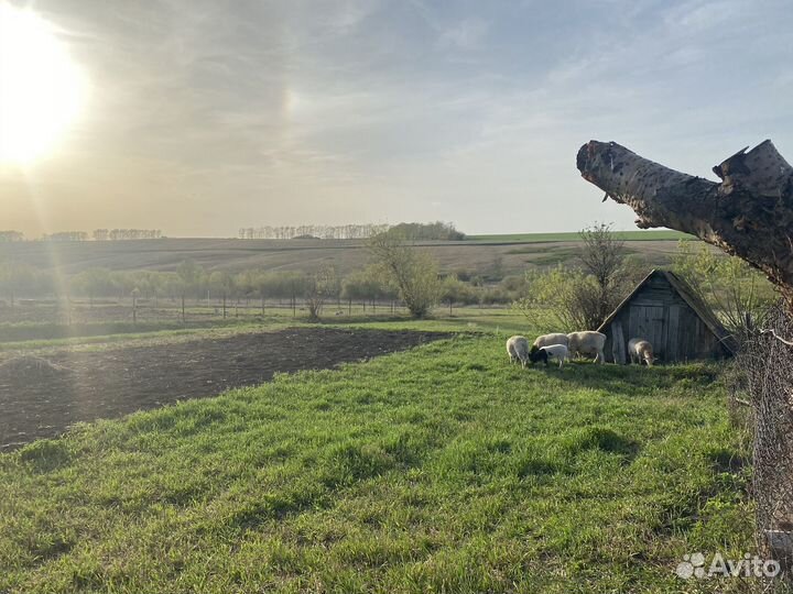 Овцы Дорпер