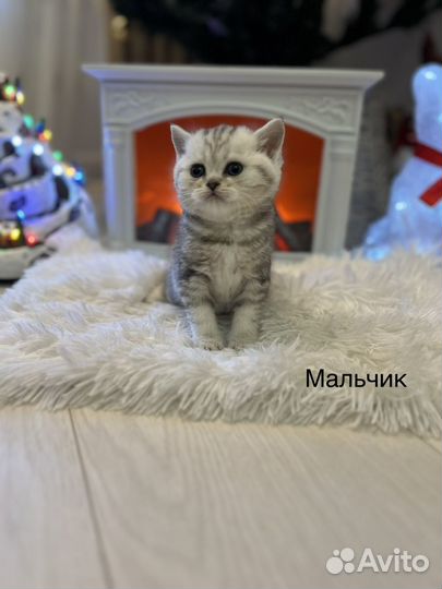 Шотландские котята