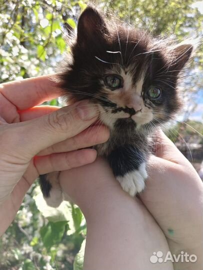 Котята в добрые руки 1 месяц