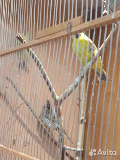 Певчие птички