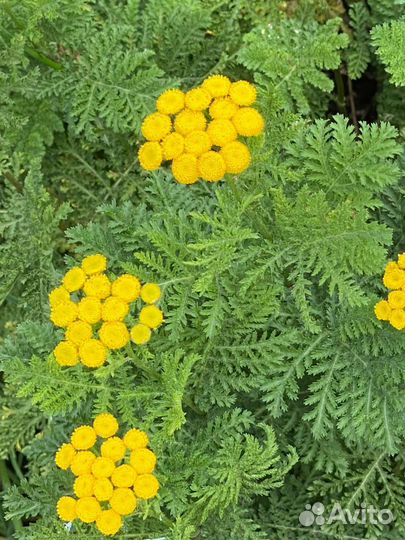 Растения для сада