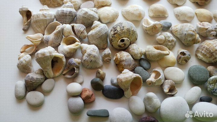 Морские ракушки раковины