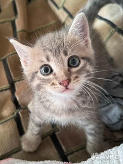 Котёнок мальчик бесплатно