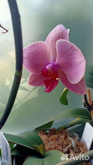 Орхидея(детка)