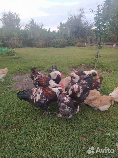 Петушки фавероль