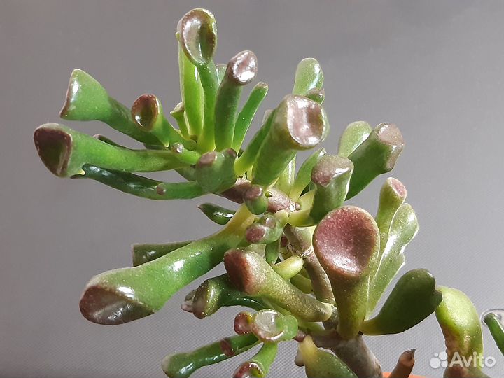 Крассула Голлум, Глоксиния