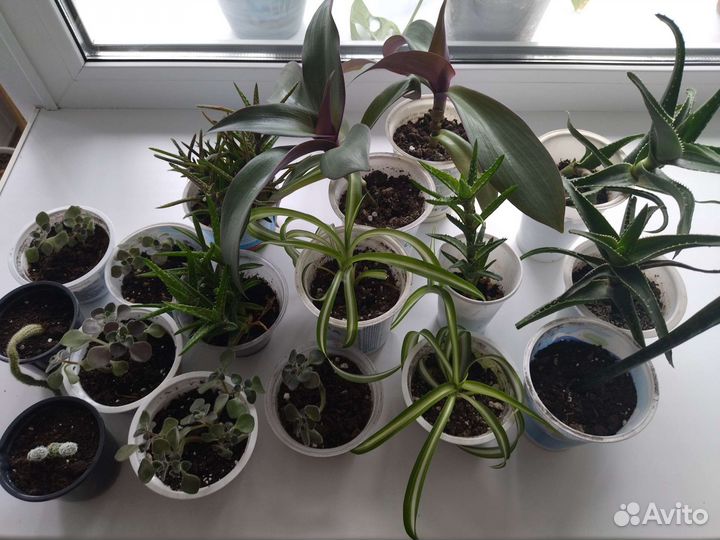 Комнатные растения