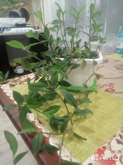 Традесканция