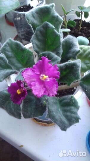 Отростки домашних цветов