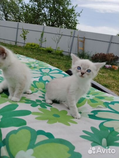 Тайский котёнок