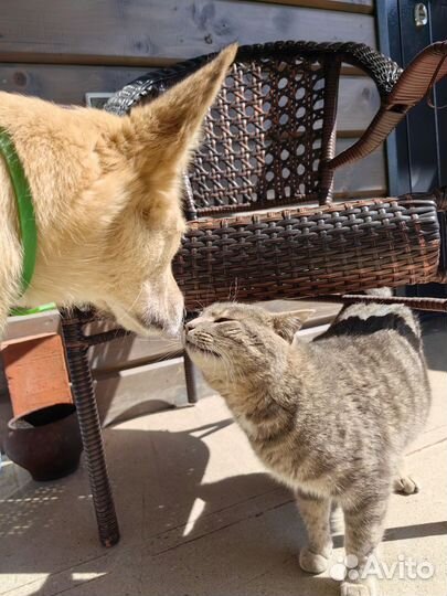 Кот в добрые руки