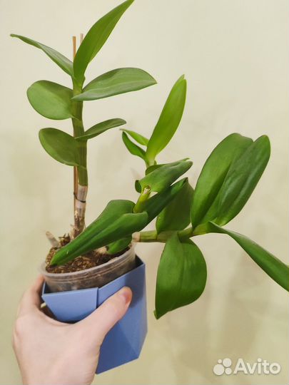 Орхидея дендрофаленопсис