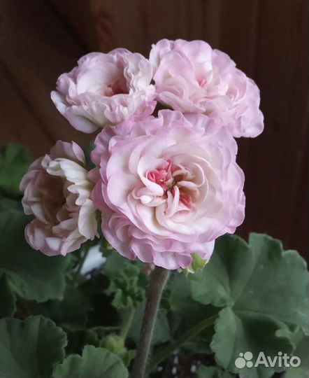 Пеларгонии