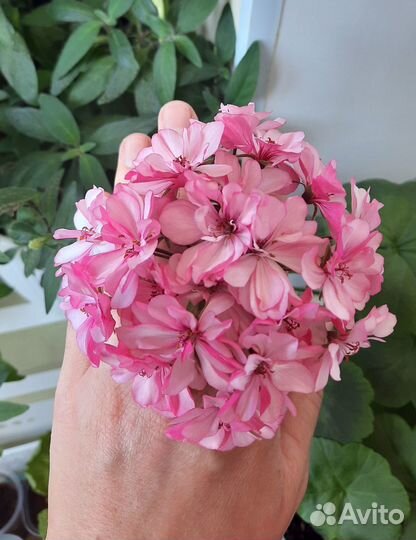 Пеларгония,герань