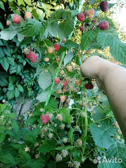 Малина ремонтантная