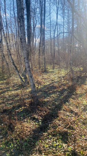 Участок 5,67 га (ИЖС)